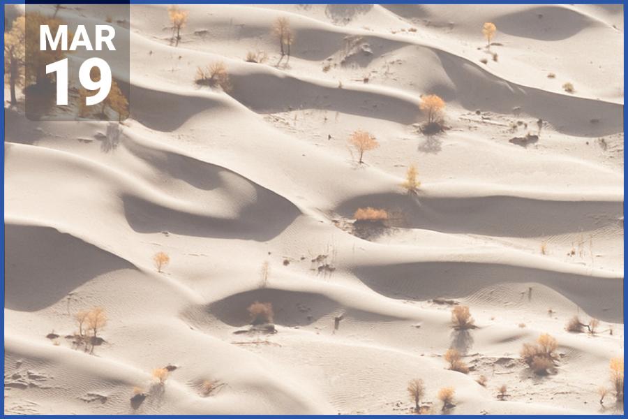 Image of trees scattered in a sandy landscape from above.
